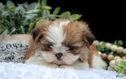 Shih Tzu dogs for sale: Heidi - Image 1
