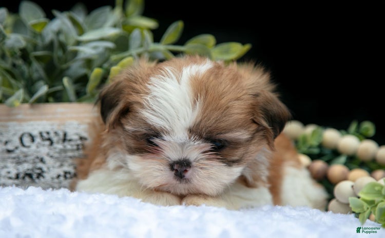 Shih Tzu dogs for sale - Ad 4