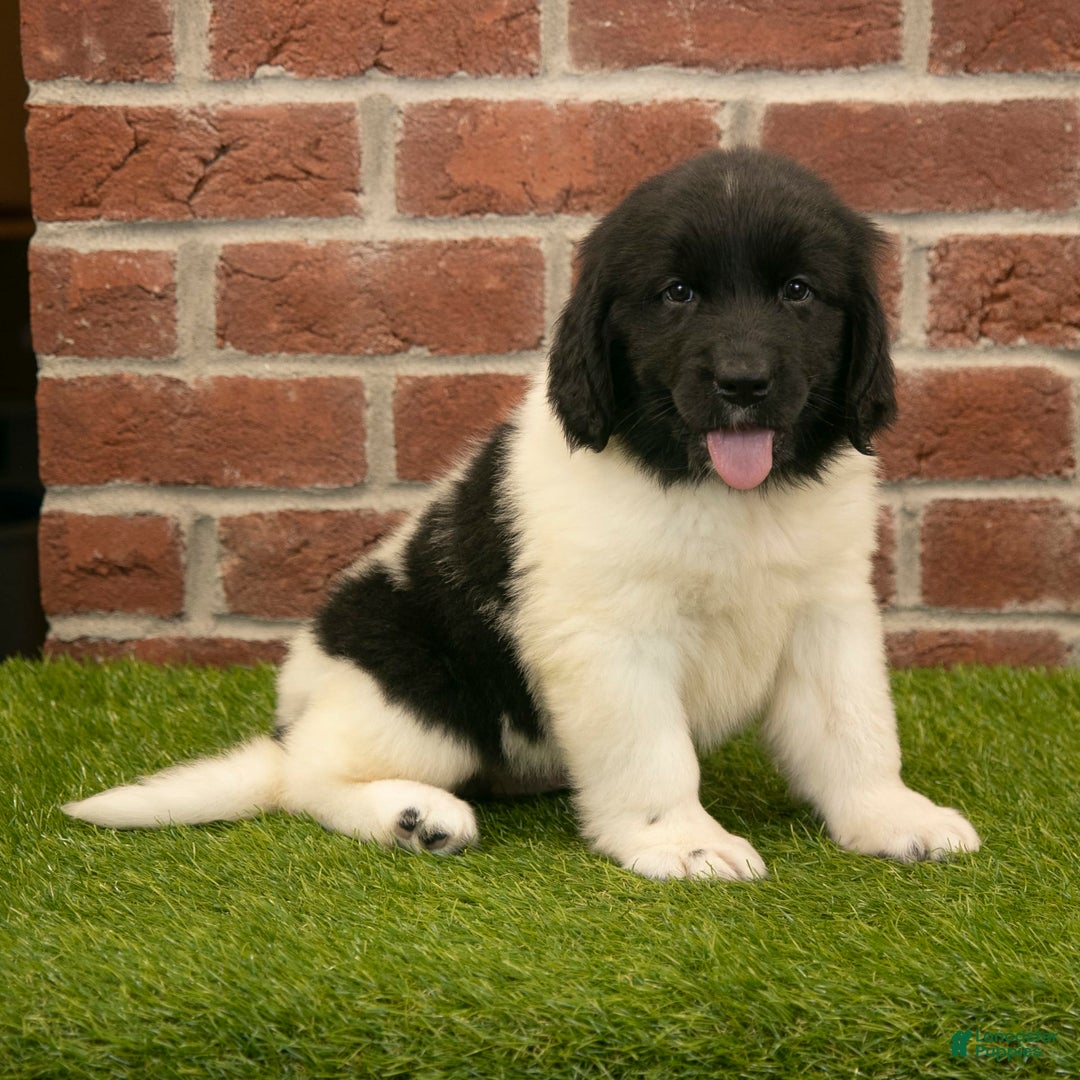 Newfoundland dogs for sale: Amber - Image 4