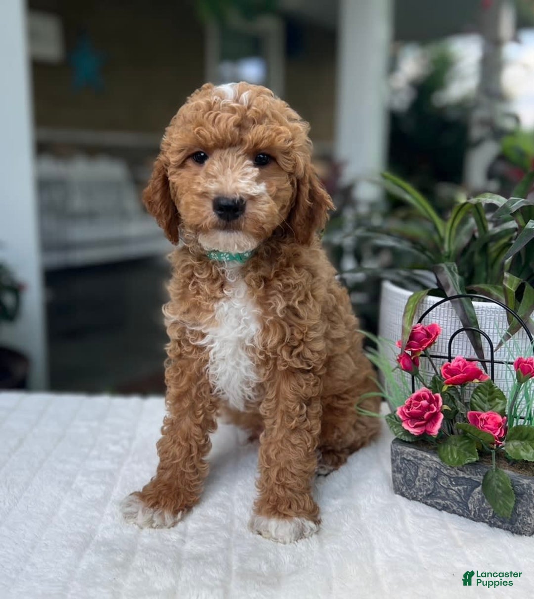 Mini Goldendoodle dogs for sale: Max - Image 1