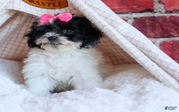 Bichpoo dogs for sale: Baby Doll - Image 2