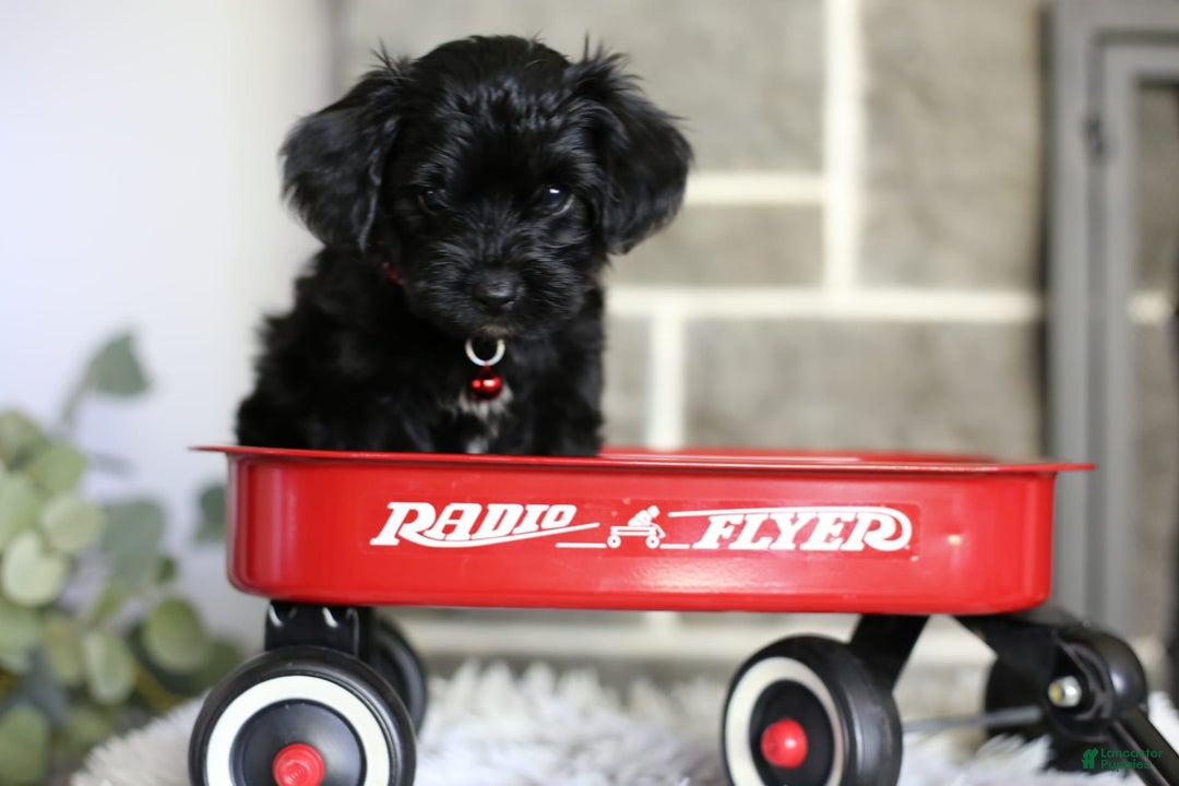 Yorkiepoo dogs for sale: Button - Image 16