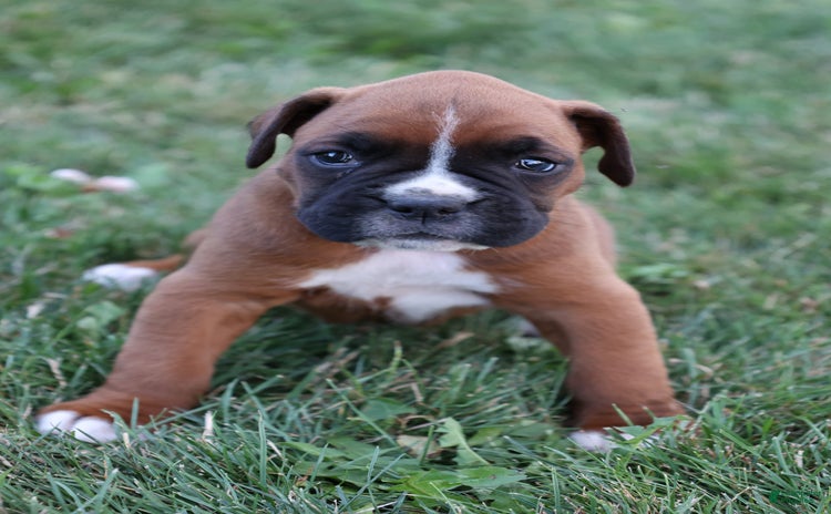 Boxer dogs for sale - Ad 3