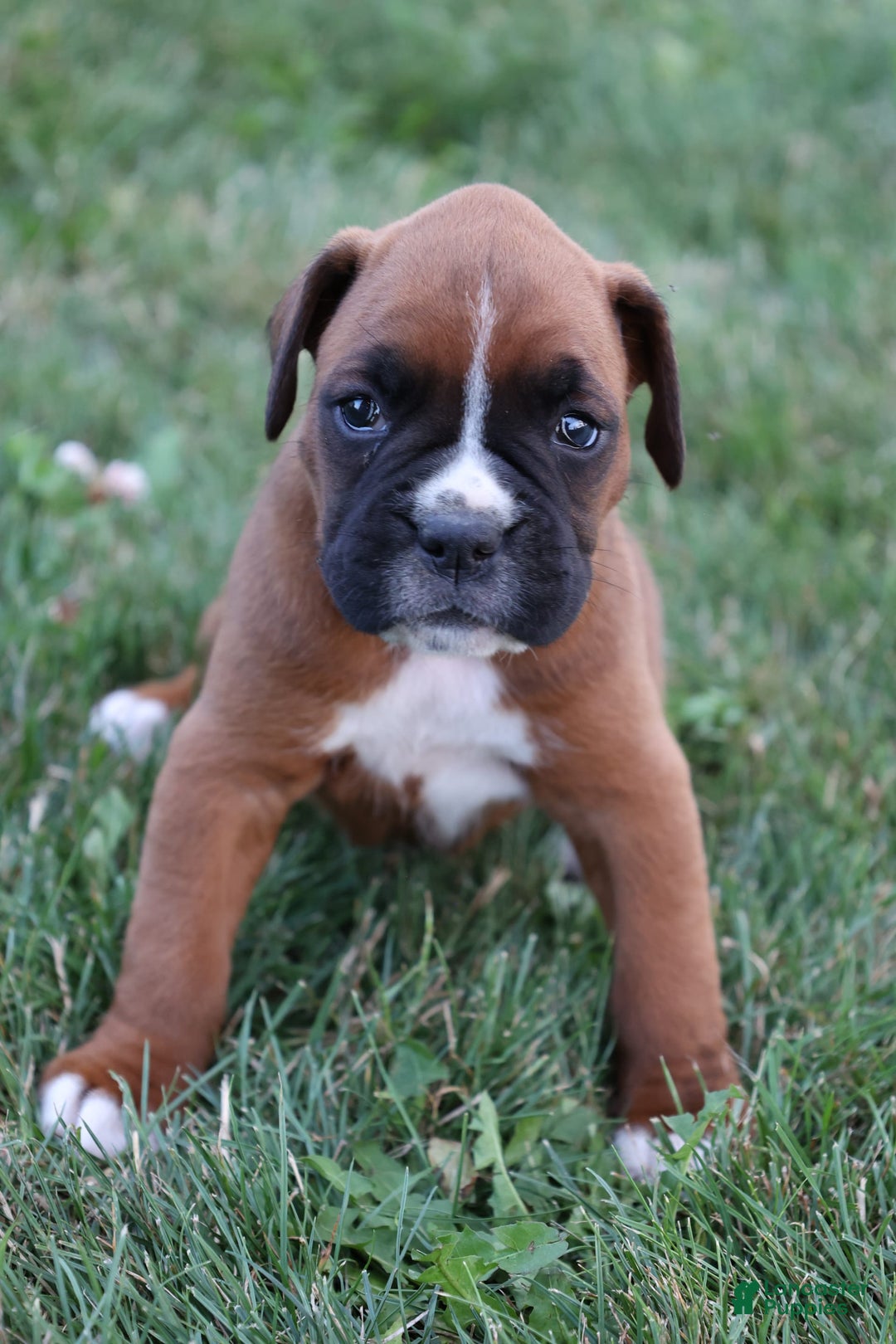 Boxer dogs for sale: Stella - Image 1