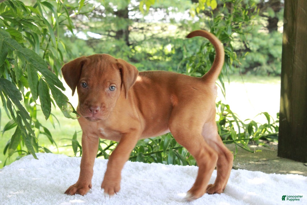 Rhodesian Ridgeback dogs for sale: Gail - Image 3