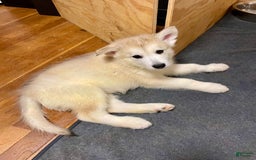 Alaskan Malamute dogs for sale: Acadia - Image 4