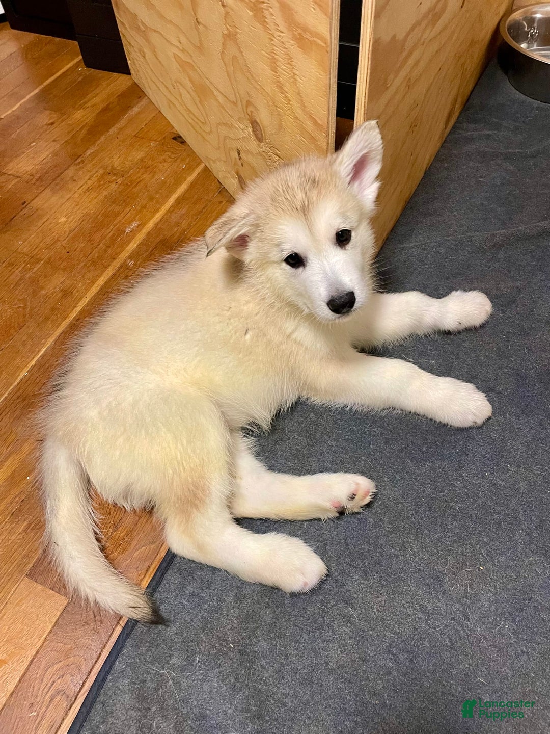 Alaskan Malamute dogs for sale: Acadia - Image 4