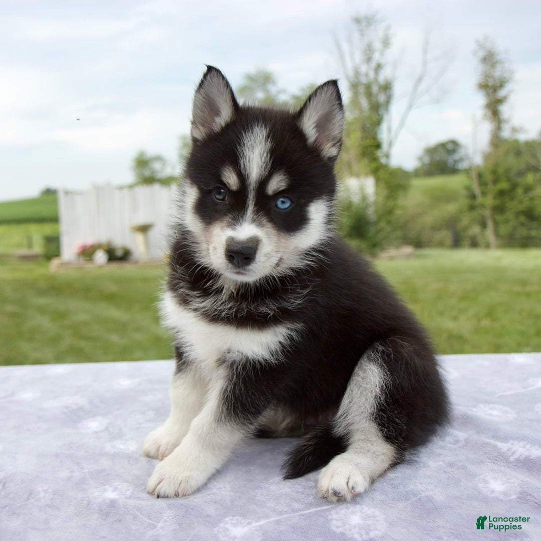 Pomsky dogs for sale: Bluey - Image 8