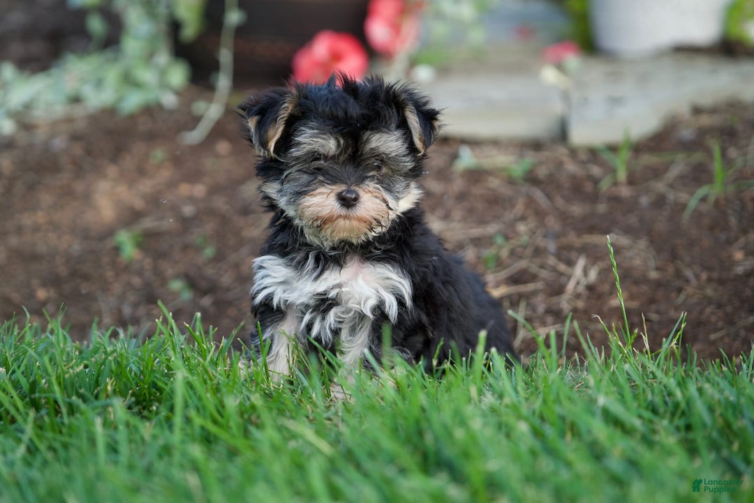 Morkie dogs for sale: Teddy - Image 6