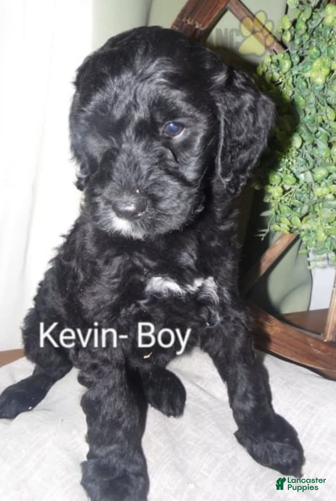 Labradoodle dogs for sale: Kevin - Image 1