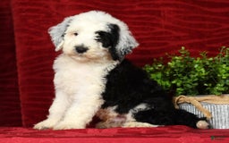 Sheepadoodle dogs for sale: Sammy - Image 5
