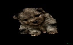 Pomeranian dogs for sale: Dotty - Image 4