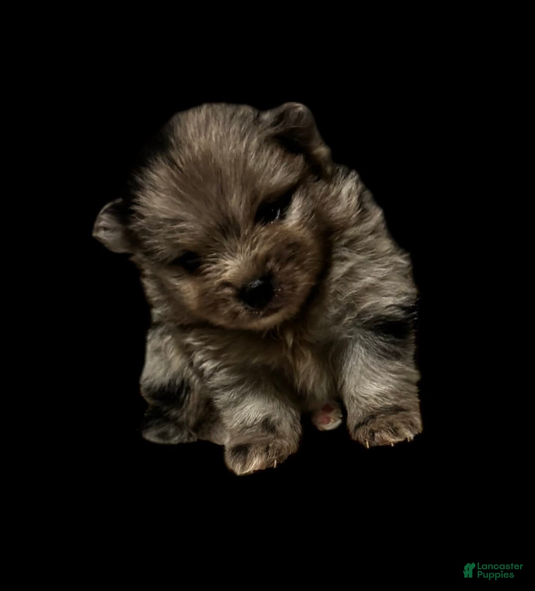 Pomeranian dogs for sale: Dotty - Image 4