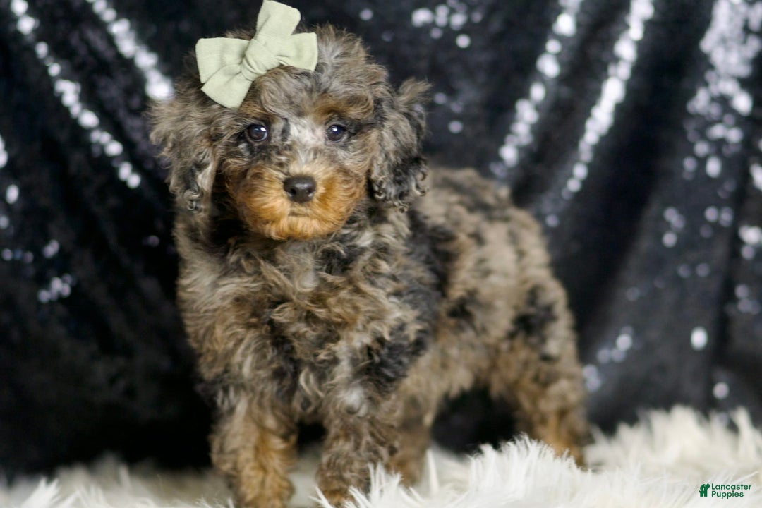 Miniature Poodle dogs for sale: Ziggy - Image 2