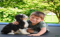 Mini Bernedoodle dogs for sale: Mini Bernedoodle 3 puppies - Image 9