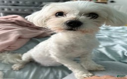 Coton De Tulear dogs for sale: Curly - Image 6