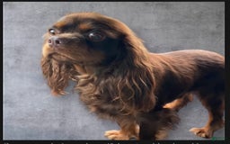 Cavalier King Charles Spaniel dogs for sale: Ginger - Image 4