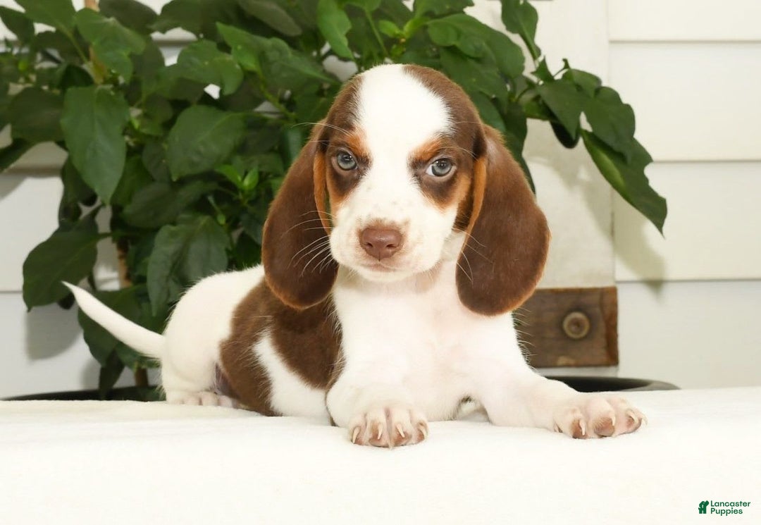 Beagle dogs for sale: Phil - Image 2