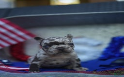 French Bulldog dogs for sale: Butter - Image 2