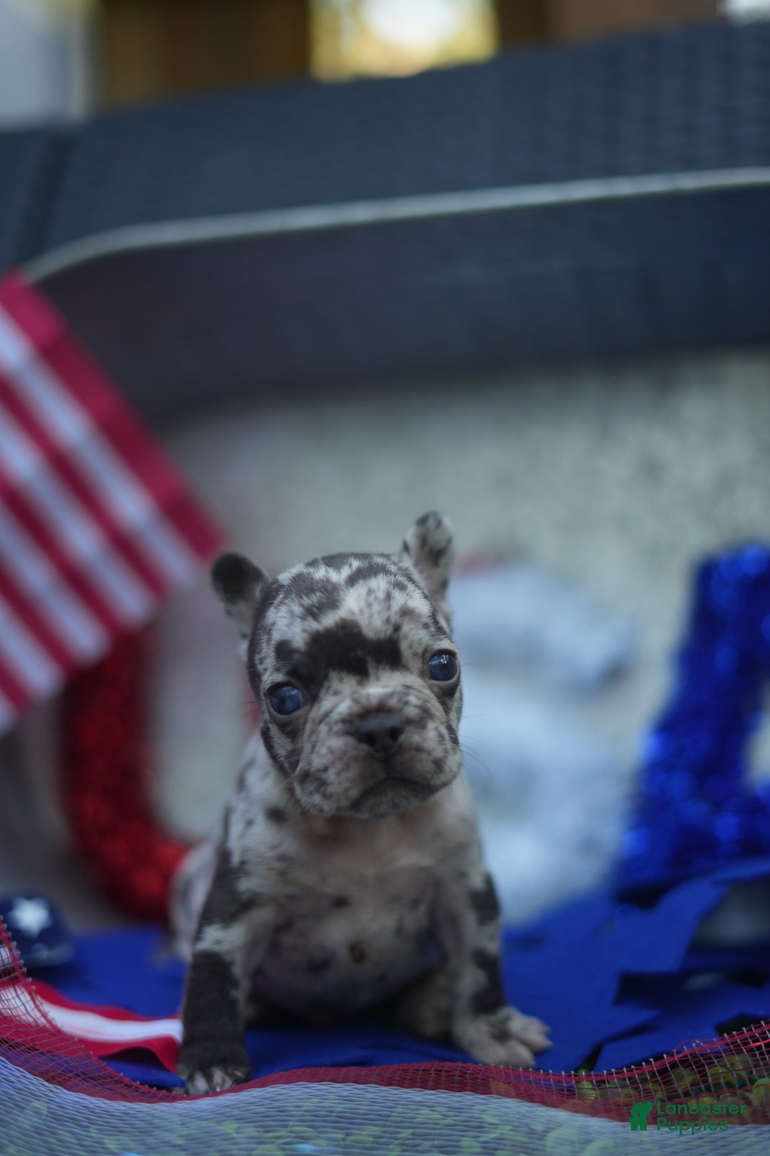 French Bulldog dogs for sale: Butter - Image 2