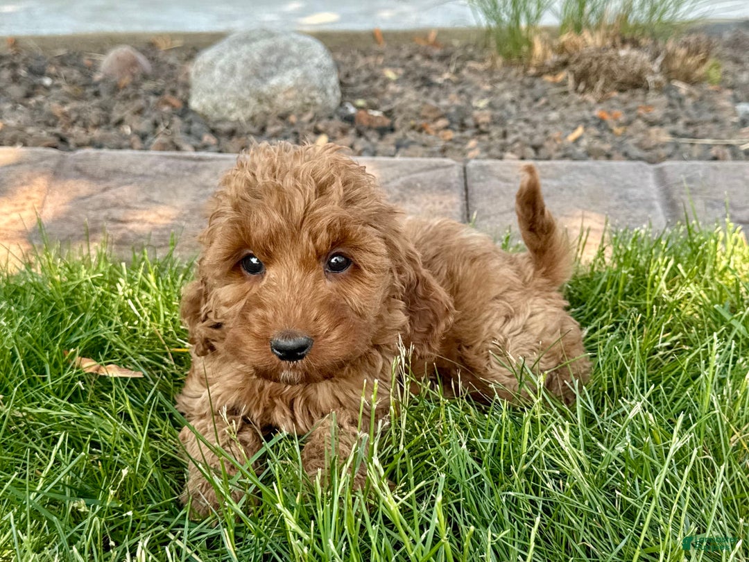Cockapoo dogs for sale: Glenna - Image 3