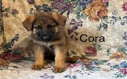 German Shepherd dogs for sale: Cora - Image 4