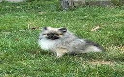 Pomeranian dogs for sale: Pollie - Image 9