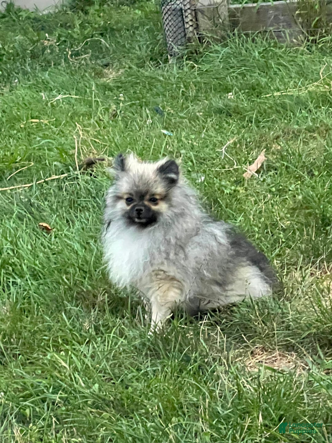 Pomeranian dogs for sale: Pollie - Image 9