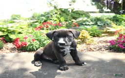 Australian Cattle Dog dogs for sale: Mickey - Image 1