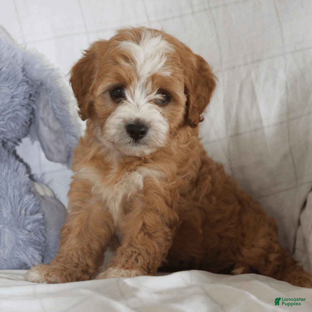 Cavapoo dogs for sale: Ryan - Image 4