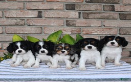 Cavalier King Charles Spaniel dogs for sale: Drew - Image 1