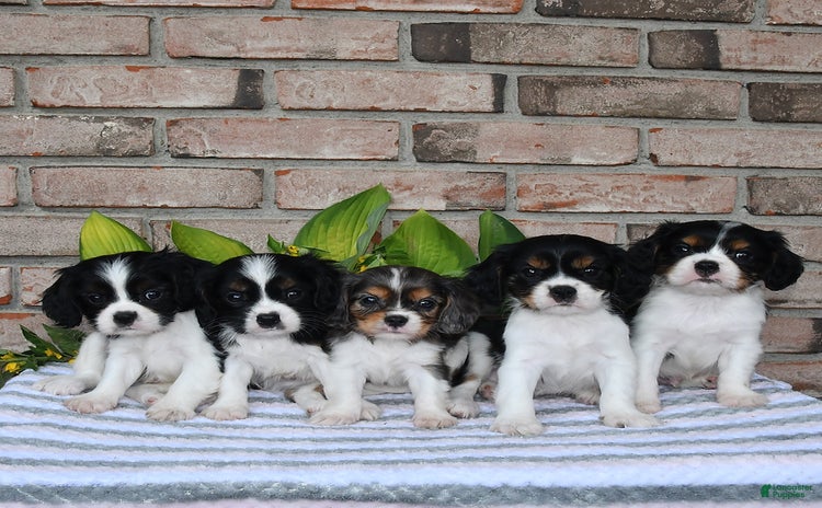Cavalier King Charles Spaniel dogs for sale - Ad 4