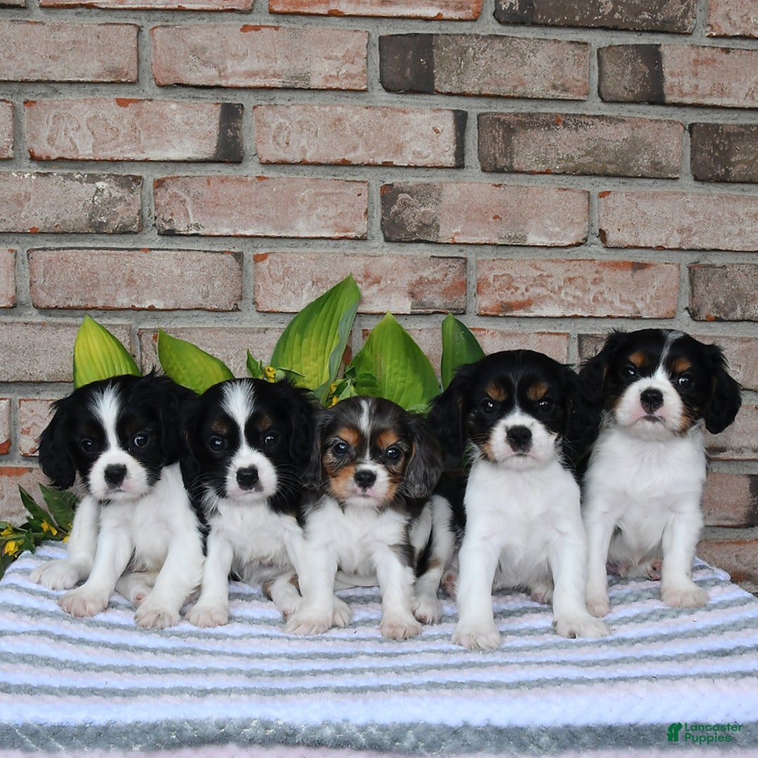 Cavalier King Charles Spaniel dogs for sale: Drew - Image 1
