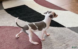 Italian Greyhound dogs for sale: Tina - Image 3
