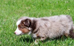 Miniature Australian Shepherd dogs for sale: Noah - Image 11