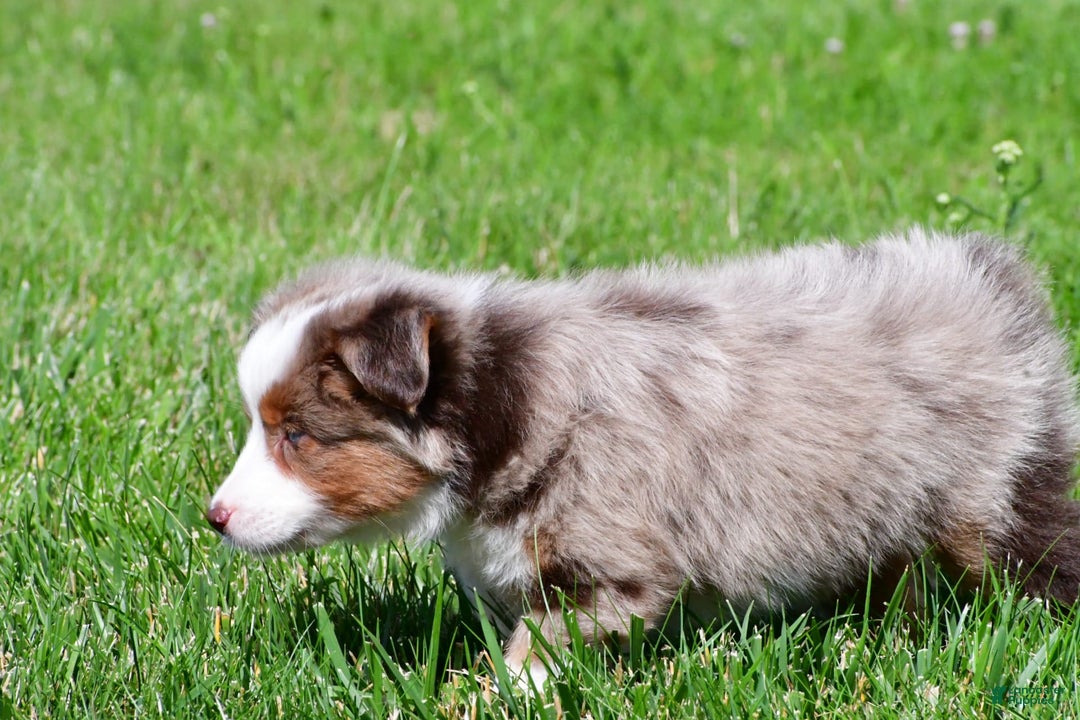 Miniature Australian Shepherd dogs for sale: Noah - Image 11