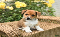 Jack Russell Terrier dogs for sale: Magnolia - Image 3