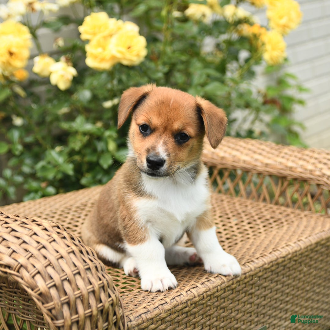 Jack Russell Terrier dogs for sale: Magnolia - Image 3