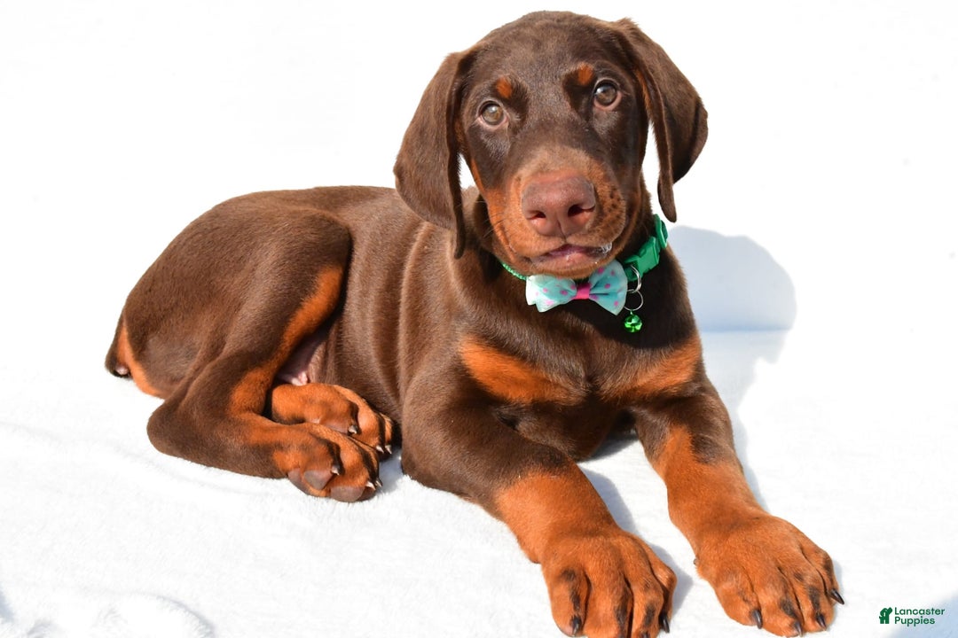 Doberman Pinscher dogs for sale: Toby - Image 1
