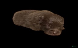 Pomeranian dogs for sale: Twix - Image 7