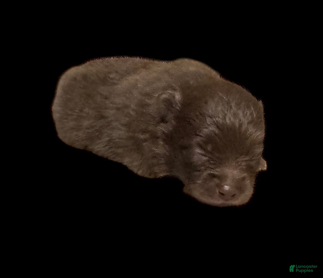 Pomeranian dogs for sale: Twix - Image 7