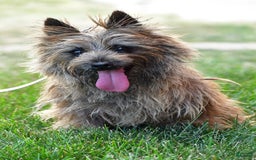 Cairn Terrier dogs for sale: Cuddles - Image 8