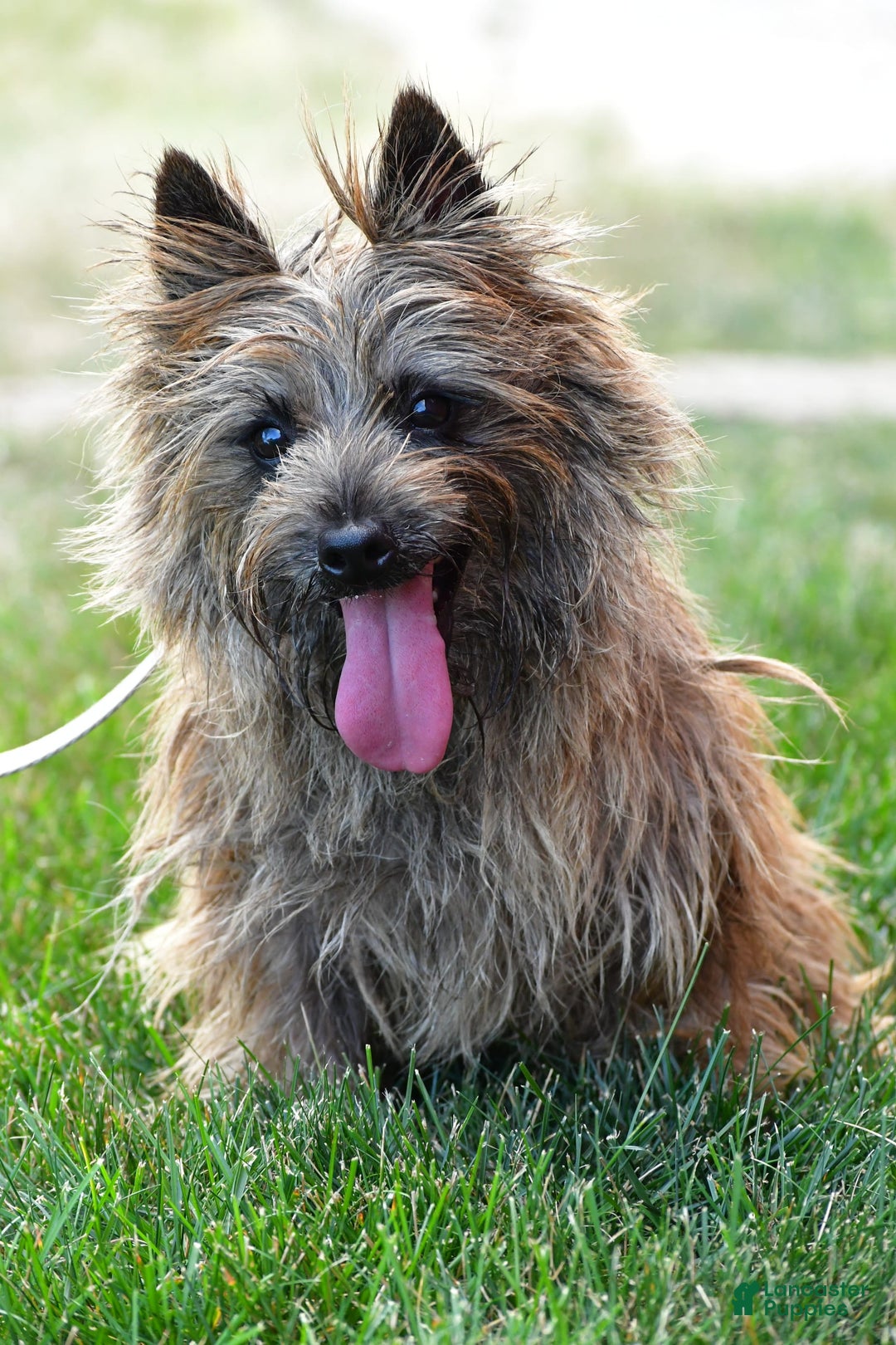 Cairn Terrier dogs for sale: Cuddles - Image 8