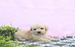 Mini Goldendoodle dogs for sale: Kinley - Image 1
