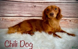 Miniature Dachshund dogs for sale: Reid - Image 10