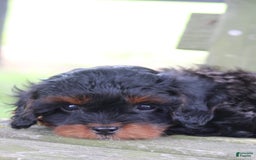 Cavapoo dogs for sale: Skye - Image 10