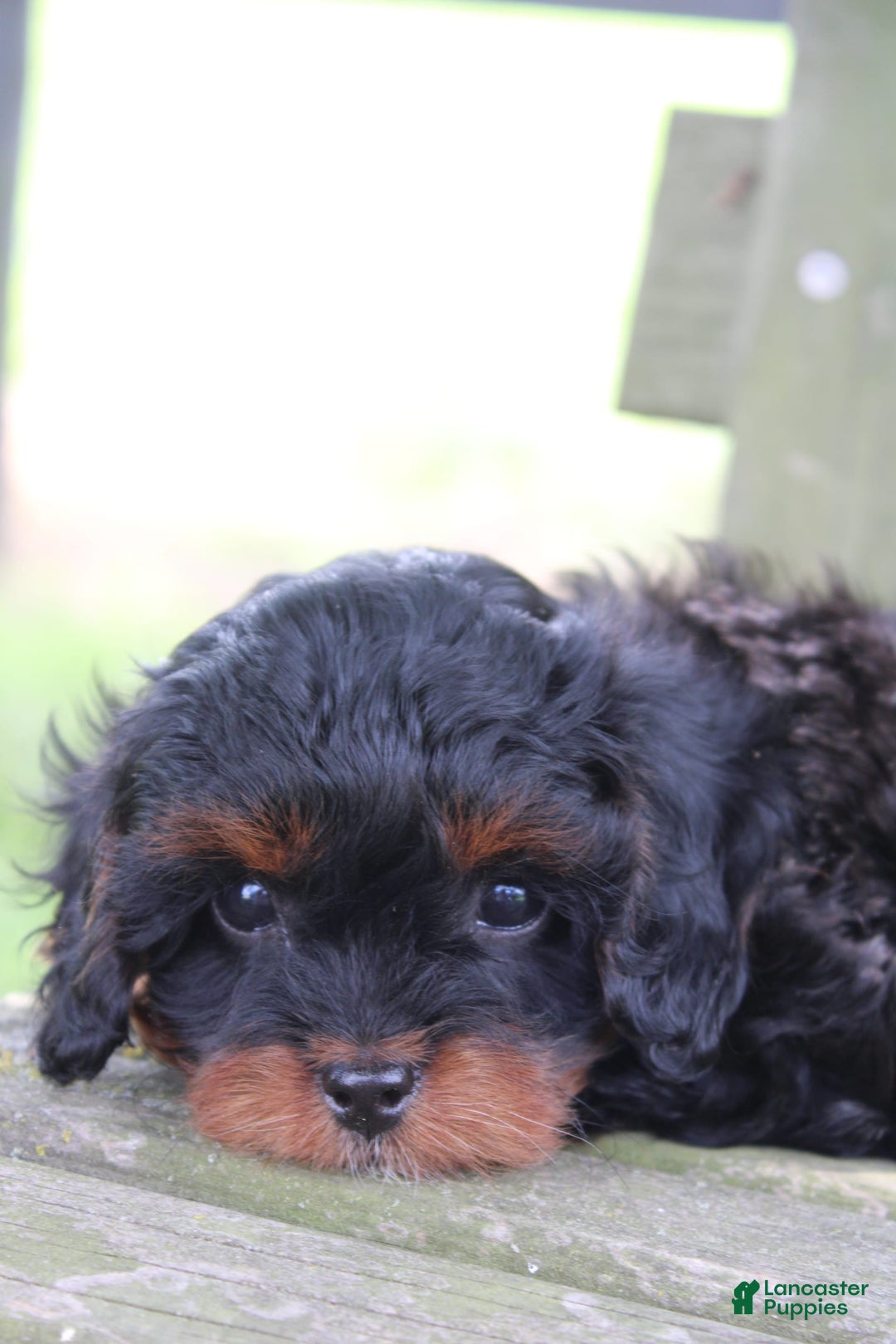 Cavapoo dogs for sale: Skye - Image 10