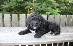 Mini Goldendoodle dogs for sale: Kevin - Image 6