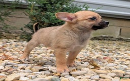 Pomchi dogs for sale: Bear - Image 9