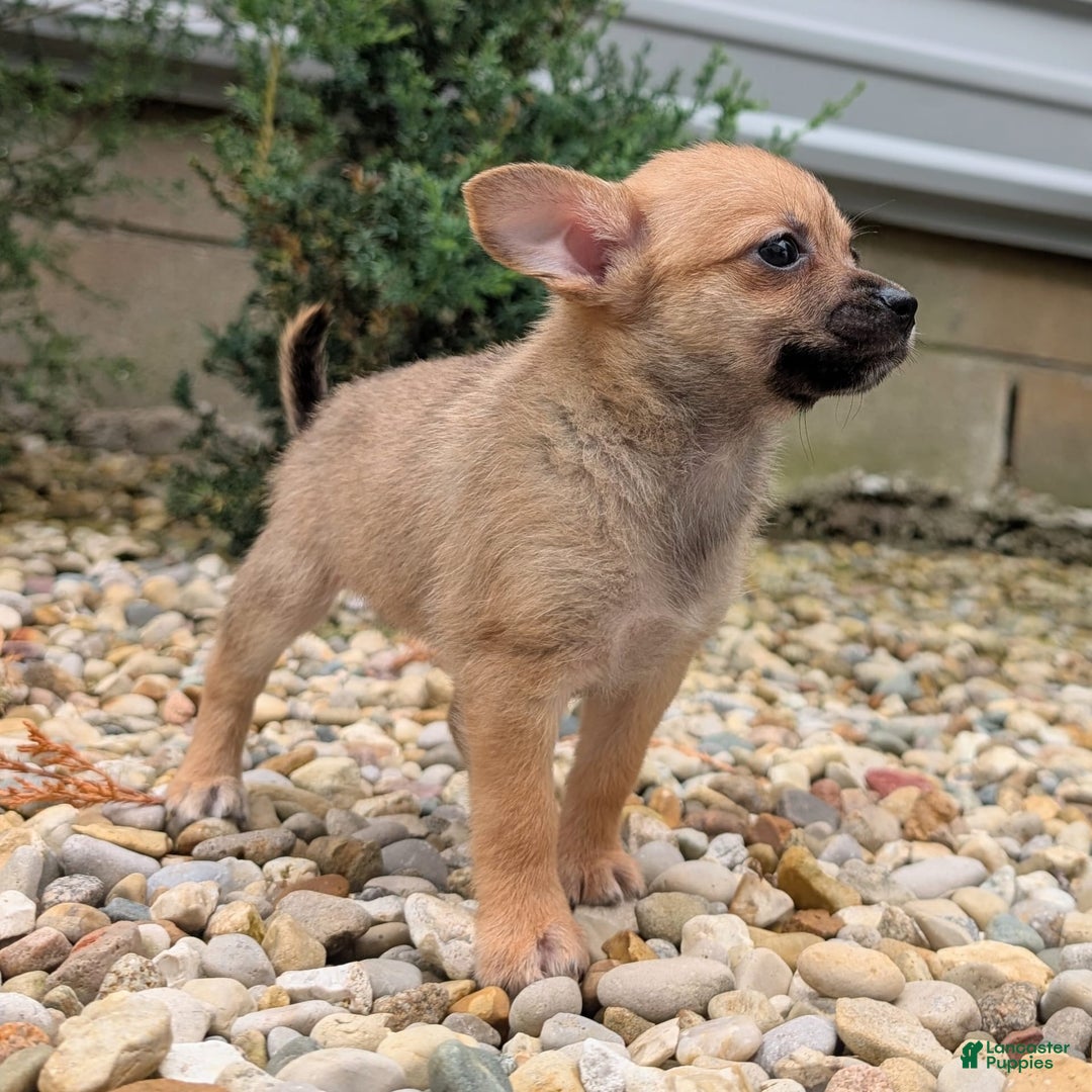 Pomchi dogs for sale: Bear - Image 9